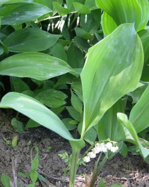 ƺӷⶳٶȼӿ쳤ȴﵽ631.3 ǧ׷